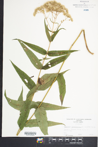 Eupatorium sessilifolium image