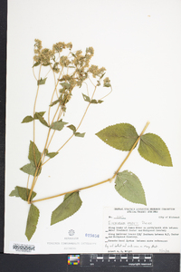 Eupatorium vaseyi image