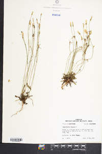 Hypochaeris glabra image