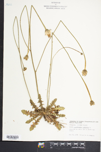 Hypochaeris radicata image