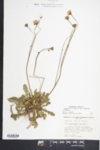 Hypochaeris radicata image