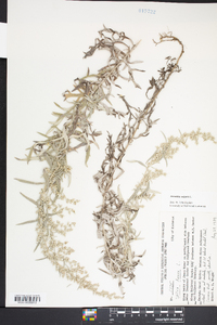 Artemisia vulgaris image