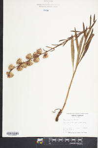 Liatris aspera image