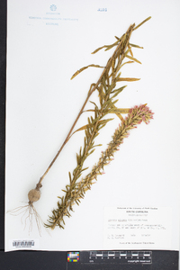 Liatris elegans image