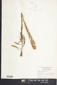 Liatris gracilis image