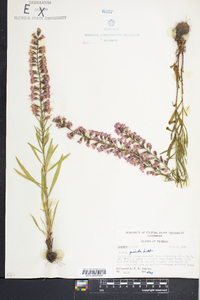 Liatris gracilis image