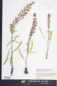 Liatris gracilis image