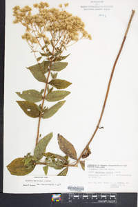 Eupatorium vaseyi image