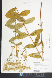 Eupatorium vaseyi image