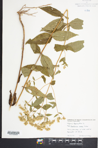 Eupatorium vaseyi image