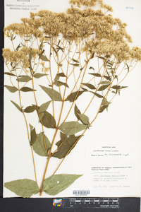 Eupatorium vaseyi image