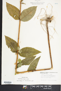 Eupatorium vaseyi image