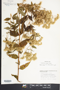 Eupatorium vaseyi image