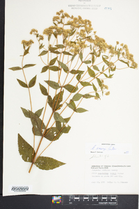 Eupatorium vaseyi image