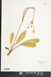 Krigia biflora image