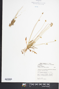 Krigia virginica image