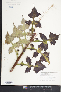 Lactuca floridana image