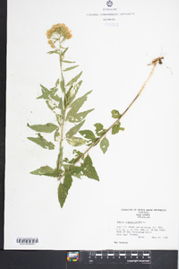 Kuhnia eupatorioides image