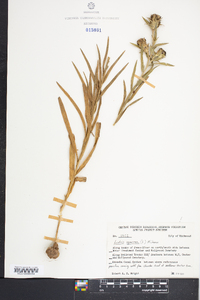 Liatris squarrosa image