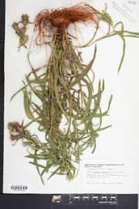 Liatris squarrosa image