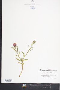 Liatris squarrosa image