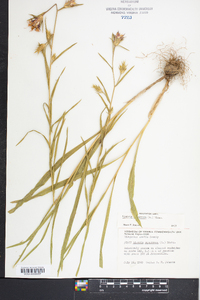 Liatris squarrosa image