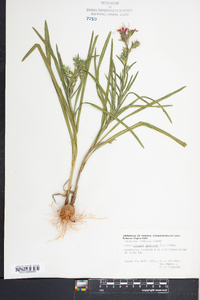 Liatris squarrosa image