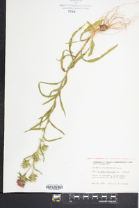 Liatris squarrosa image