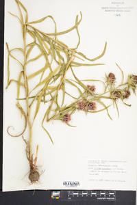 Liatris squarrosa image