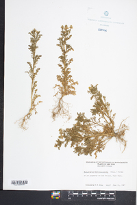 Matricaria discoidea image