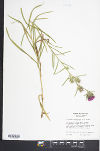 Liatris squarrosa image