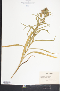 Liatris squarrosa image