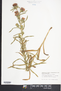 Liatris squarrosa image