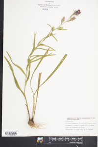 Liatris squarrosa image