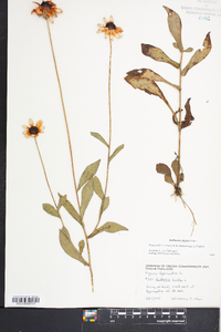 Rudbeckia fulgida image