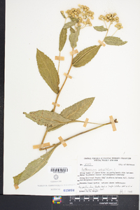 Parthenium integrifolium image