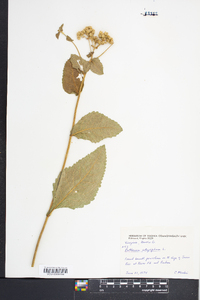 Parthenium integrifolium image