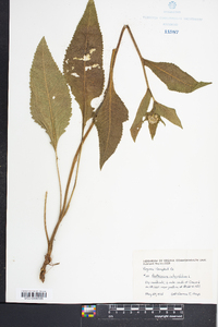 Parthenium integrifolium image