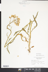 Packera anonyma image