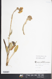 Packera tomentosa image