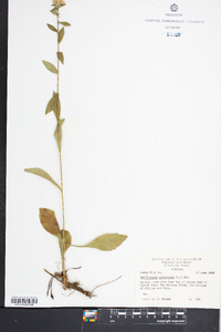 Sericocarpus asteroides image