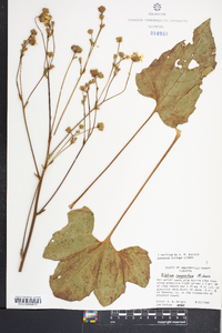 Silphium compositum image