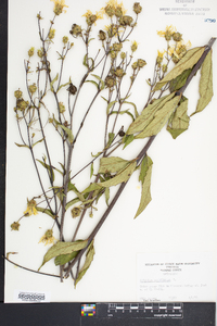 Silphium asteriscus var. trifoliatum image