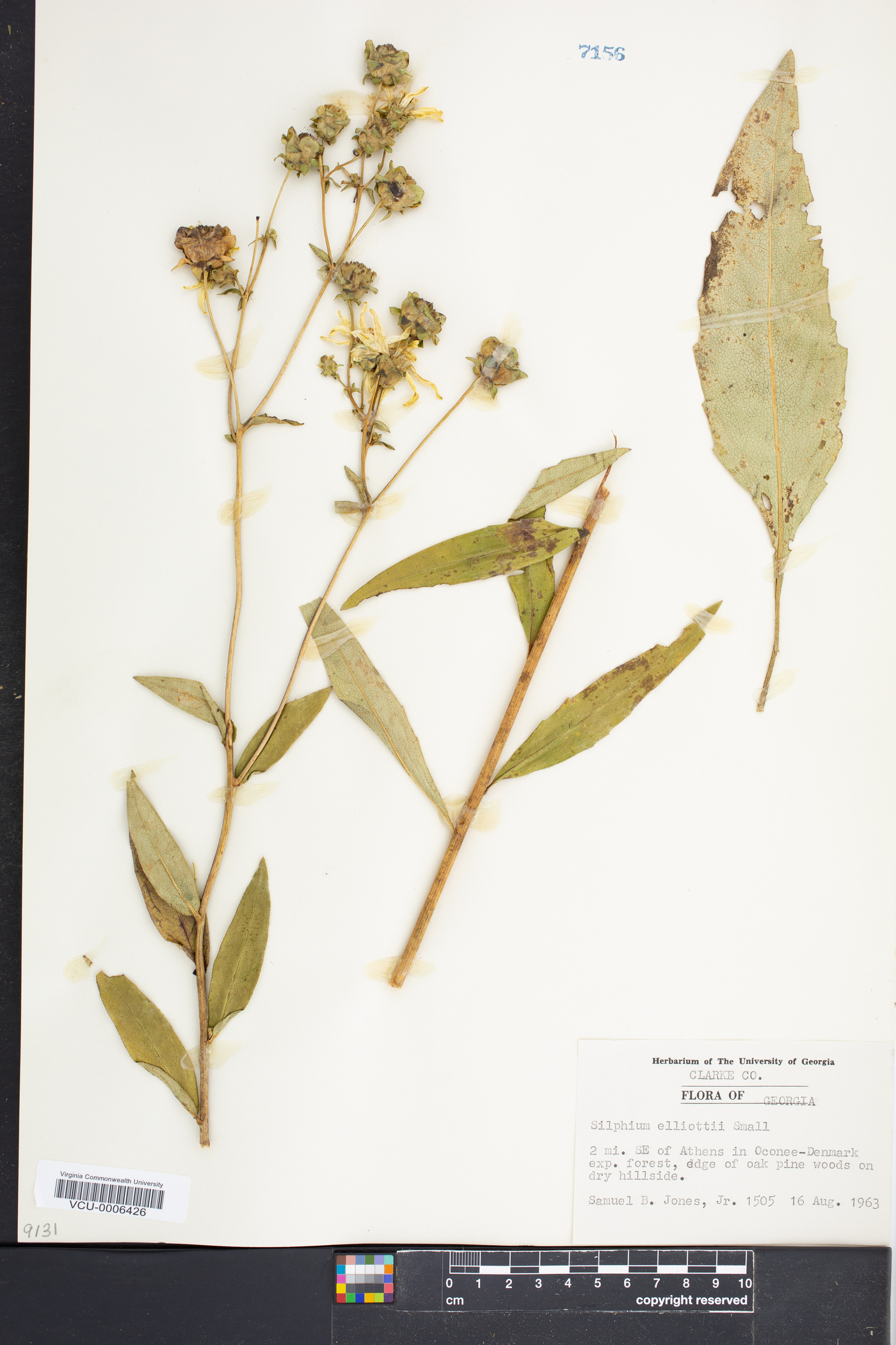 Silphium elliottii image