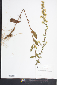 Solidago bicolor image