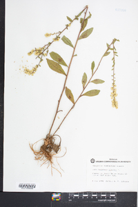 Solidago bicolor image