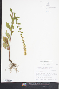 Solidago bicolor image