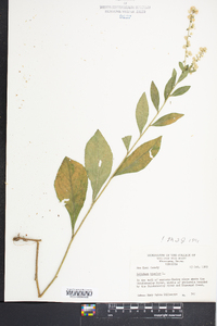 Solidago bicolor image