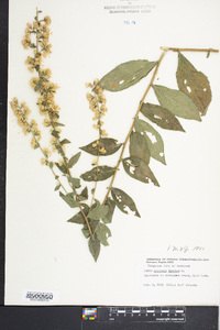 Solidago bicolor image