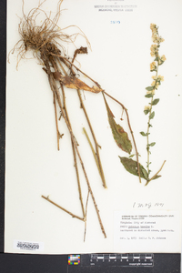 Solidago bicolor image